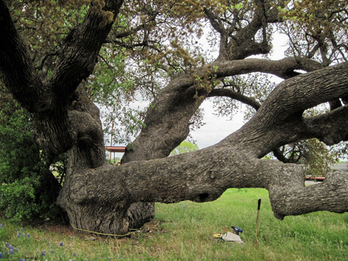 Half-Way Oak-recent